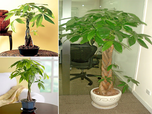 Những loại cây phong thủy hợp mệnh kim