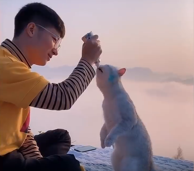 Dù mới 1 tuổi nhưng thành tích đi đây đi đó của mèo Duo Duo khiến nhiều người phải ghen tỵ.