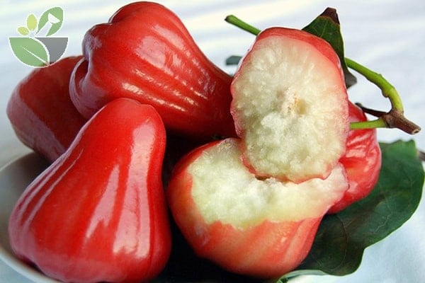 Tác dụng của quả roi với sức khỏe