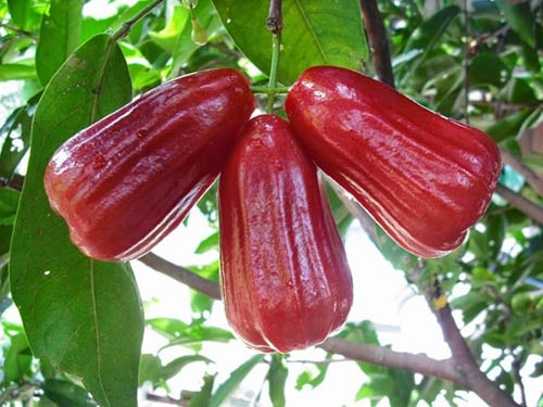 Lợi ích của quả roi với sức khỏe