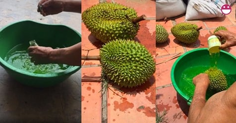Đoạn clip ghi lại cảnh người đàn ông dùng những ca nước dội đều lên từng quả sầu riêng