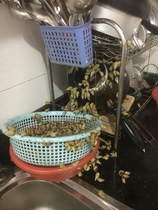 Những con ốc bò lổm ngổm khắp bếp và giá đựng bát.