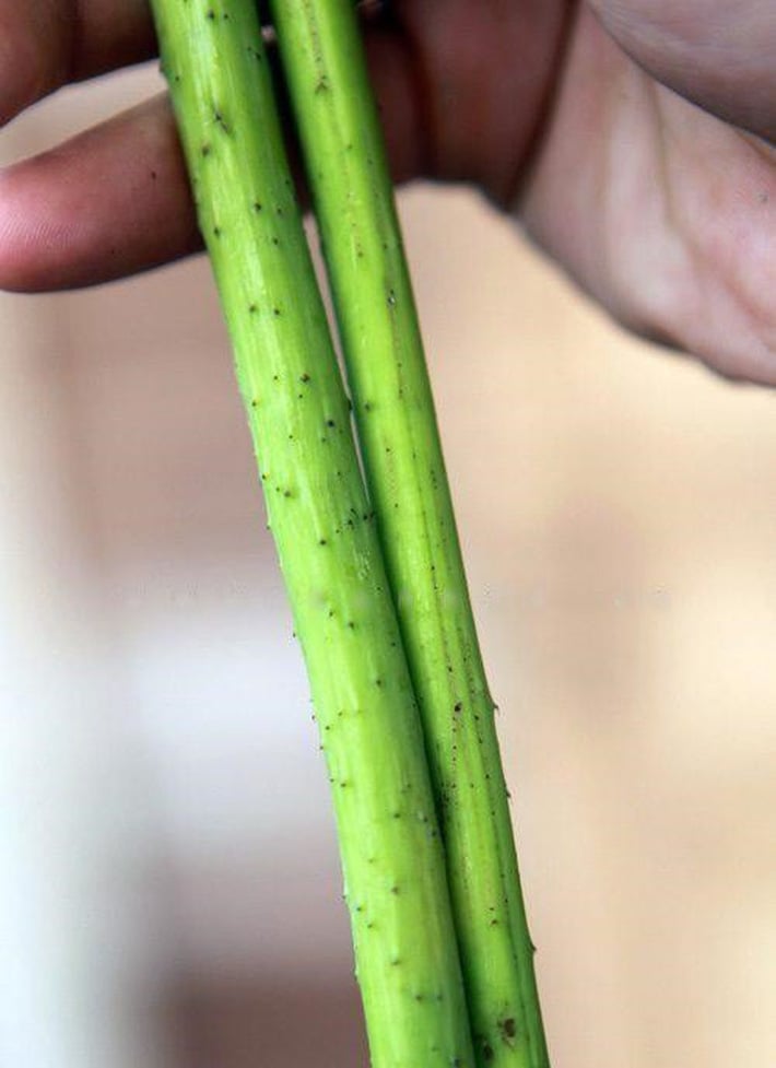 Thân quỳ (bên trái) thường to, nhiều gai và sần sùi hơn thân sen (bên phải).