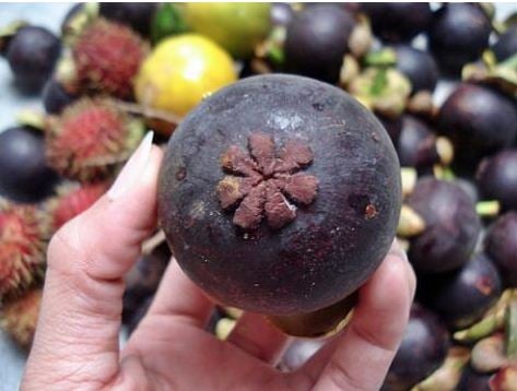 Cầm trái măng cụt như trong hình sau đó dùng ngón cái, ấn mạnh cho phần núm lõm xuống.