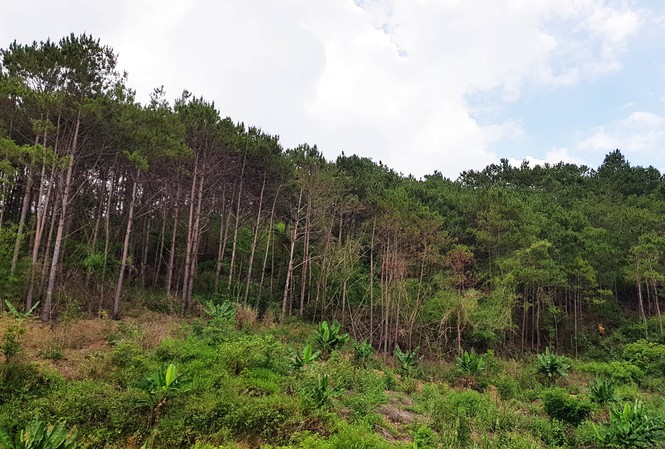 Khu rừng nơi nam thanh niên bị bạn bắn súng tử vong.