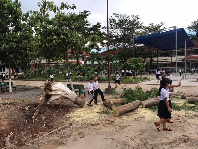 Cây phượng vẫn xanh tươi bất ngờ bật gốc khiến phụ huynh và học sinh hoang mang