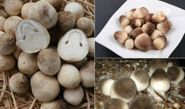 Công dụng của nấm rơm với sức khỏe