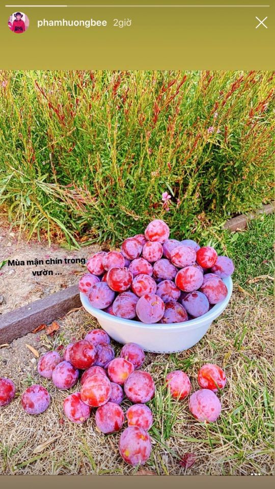 Mới đây, trên Instagram của người đẹp bất ngờ chia sẻ hình ảnh thu hoạch giỏ mận trong khu vườn ở Mỹ. Sau 2 tháng đóng cửa các trang mạng xã hội, thay vì khoe dung mạo, Phạm Hương chia sẻ thành quả khu vườn cô tự tay chăm sóc. Trước động thái lạ của nàng Hoa hậu nhiều người vội “đoán già đoán non” cho rằng giữa tin đồn mang thai lần 2 Phạm Hương không muốn cập nhật quá nhiều về đời tư tránh bị cộng đồng mạng soi mói.