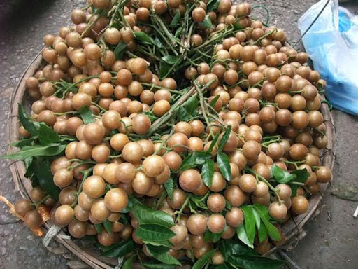Quả quất hồng bì.