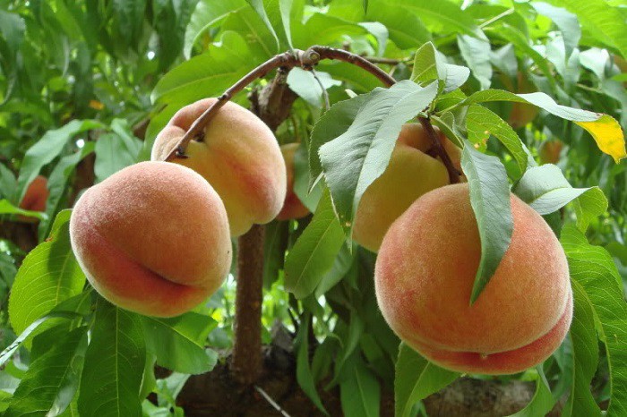 Cách chọn  đào ngon giòn sần sật