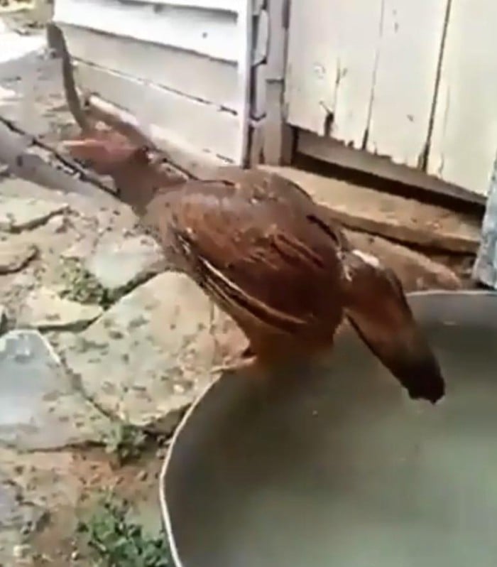 Lóp ngóp dậy khi có vẻ đã thỏa mãn