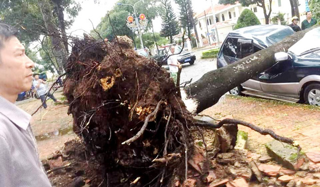 Cận cảnh cây xanh đè bẹp dúm xe con (Ảnh: Người Lao Động)