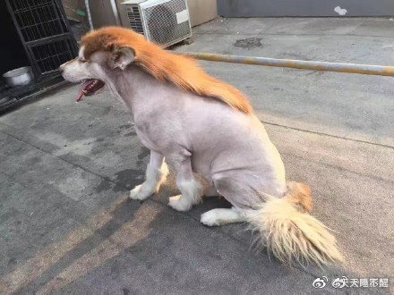 Sư tử rừng xanh phiên bản lỗi (Ảnh Weibo Việt Nam)