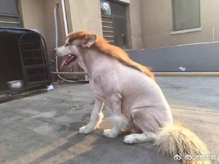 Tạm biệt bộ lông thân yêu (Ảnh Weibo Việt Nam)