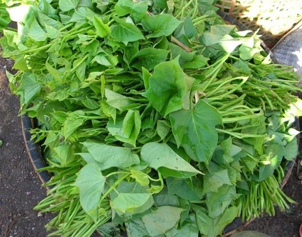 rau-khoai-lang-02