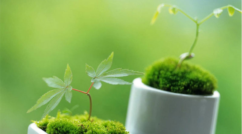 green-tree-chaymoc