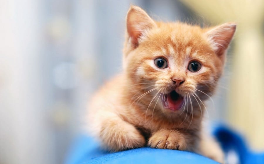 Tuổi Mão may mắn trong ngày thứ Ba