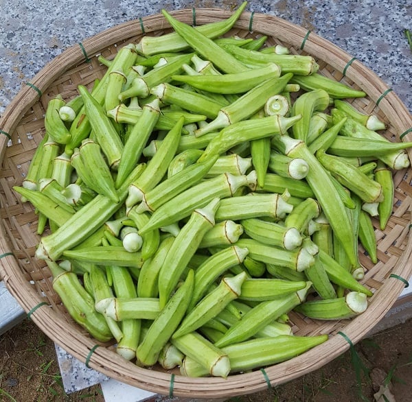 dau-bap--1