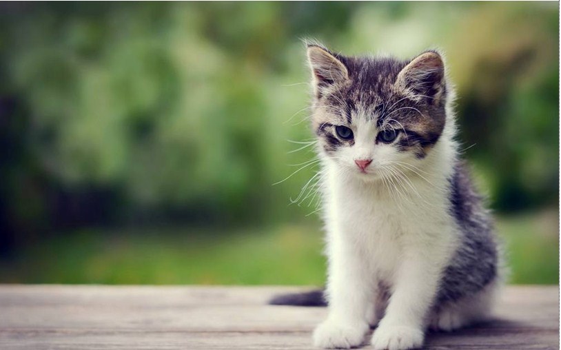 Tuổi Mão may mắn trong tuần mới thăng hoa
