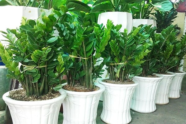 ky-thuat-trong-cay-kim-tien
