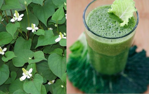 Công dụng của rau diếp cá với sức khỏe