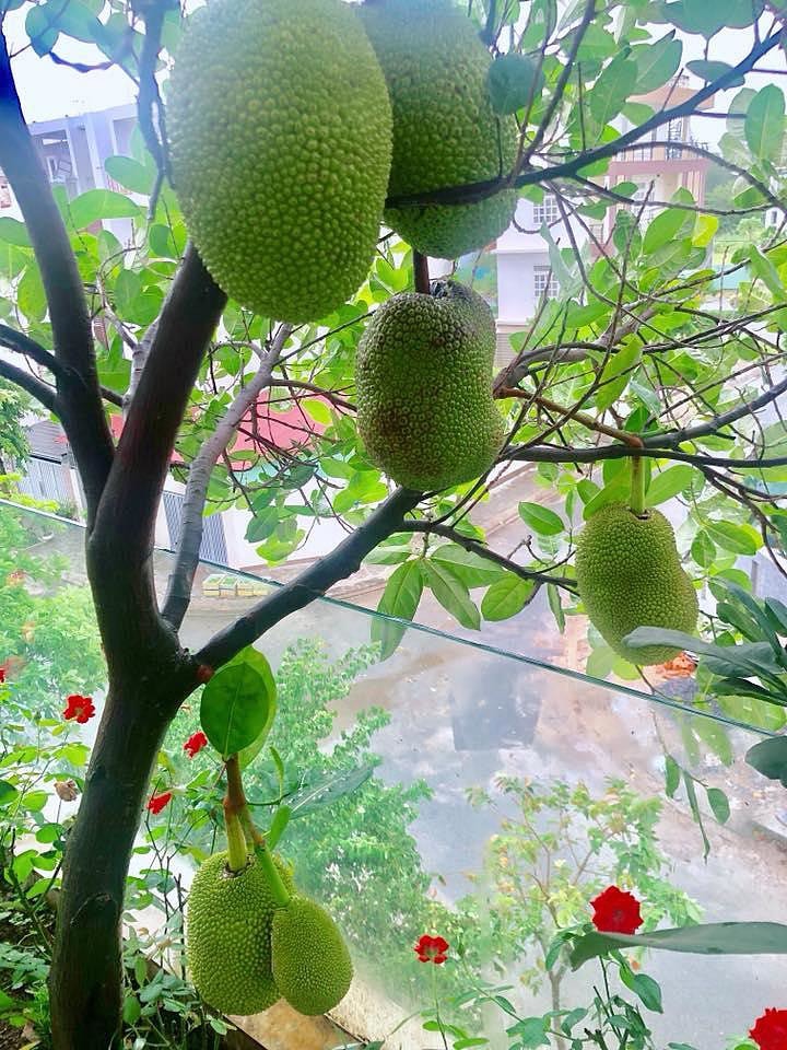 Một cây mít sai trái