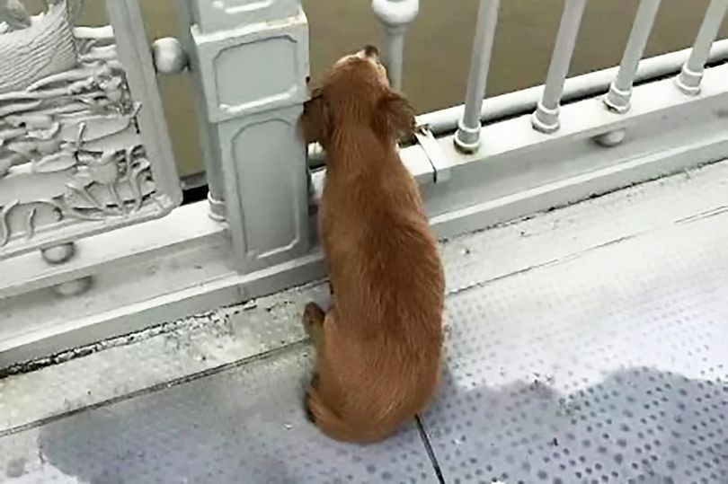 Nơi đây là địa điểm người chủ của chú chó tự tử cách đây 4 ngày