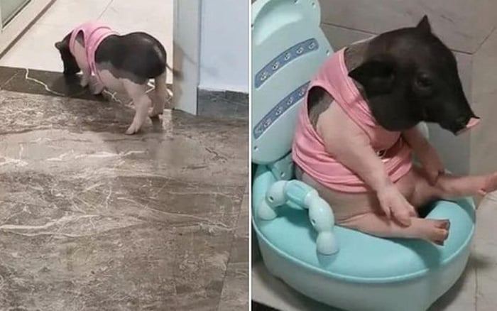 Bức ảnh chú heo đi vệ sinh khiến dân mạng cười ngất