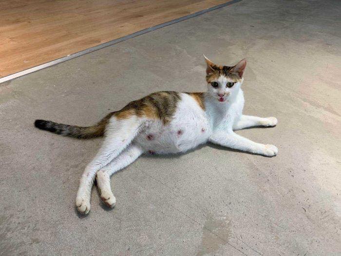 Mẹ mèo bụng bầu Boba
