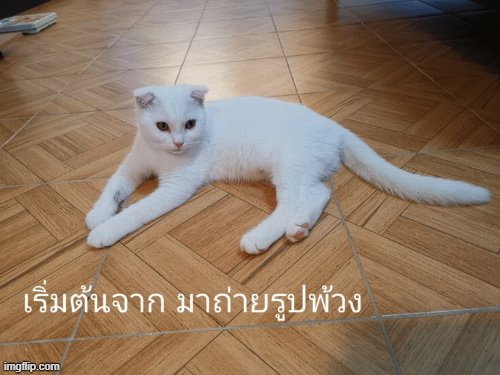 meo_2