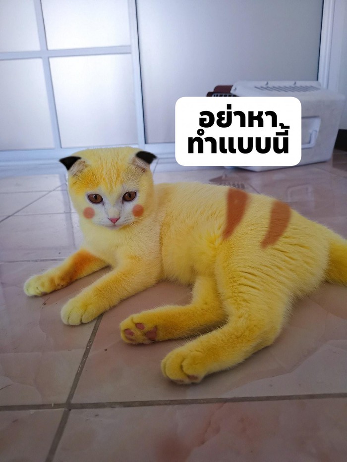 meo_3
