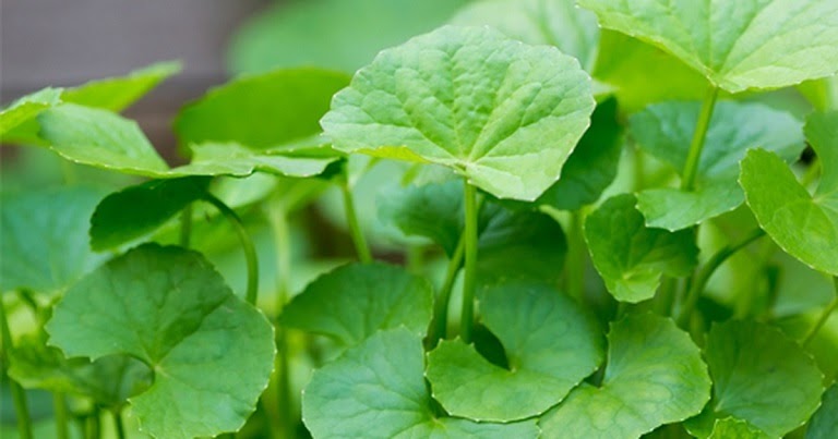 Không uống khi đang dùng thuốc