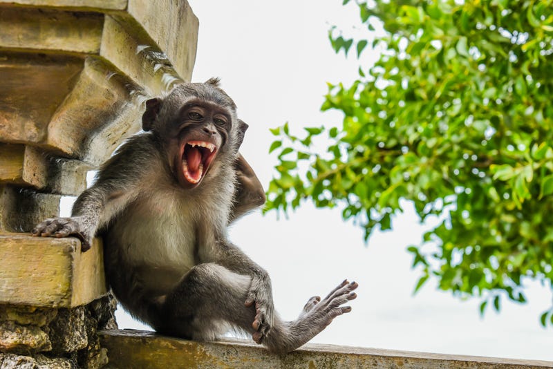 Đang ngáp mà ông thợ ảnh cũng chẳng để yên