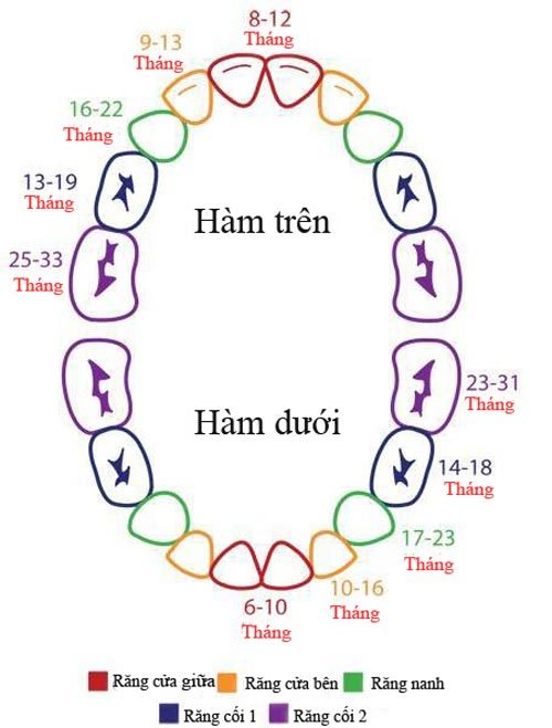Thứ tự mọc răng của trẻ.