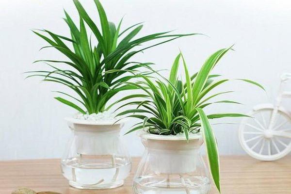 Không đặt cây ở phòng ngủ