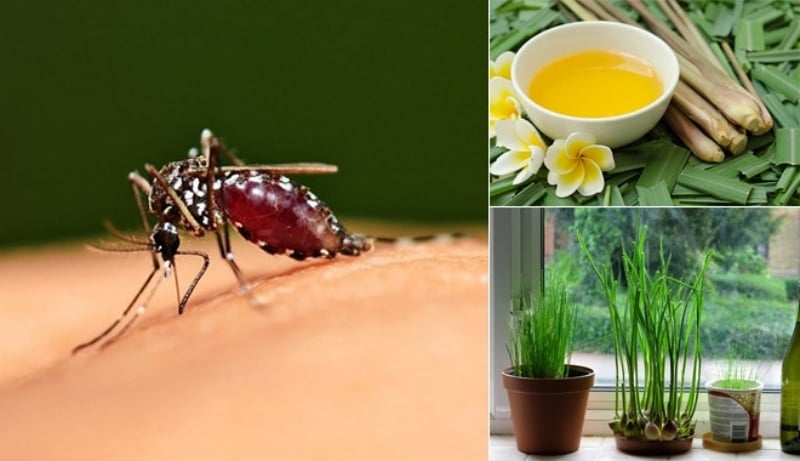 Dùng cây hương liệu đuổi muỗi