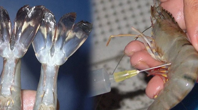 3-dac-diem-de-thay-nhat-cua-tom-da-bom-hoa-chat-phai-tinh-tao-keo-mang-chat-doc-ve-nha--2020-07-21-16-22