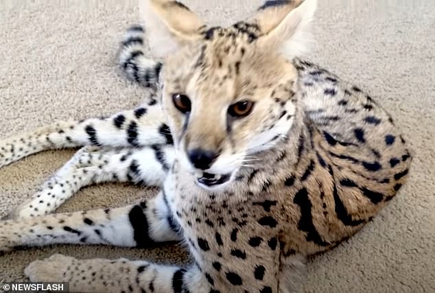 Giống mèo Savannah được rất nhiều người săn đón để làm thú cưng,  