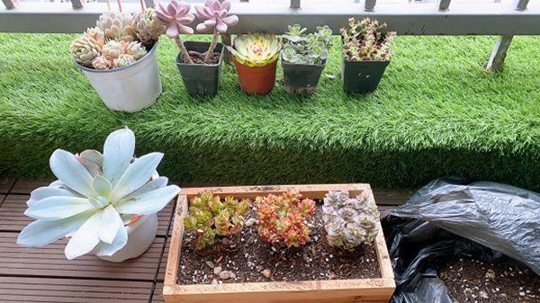 Khu ban công được người đẹp trồng rất nhiều hoa đá