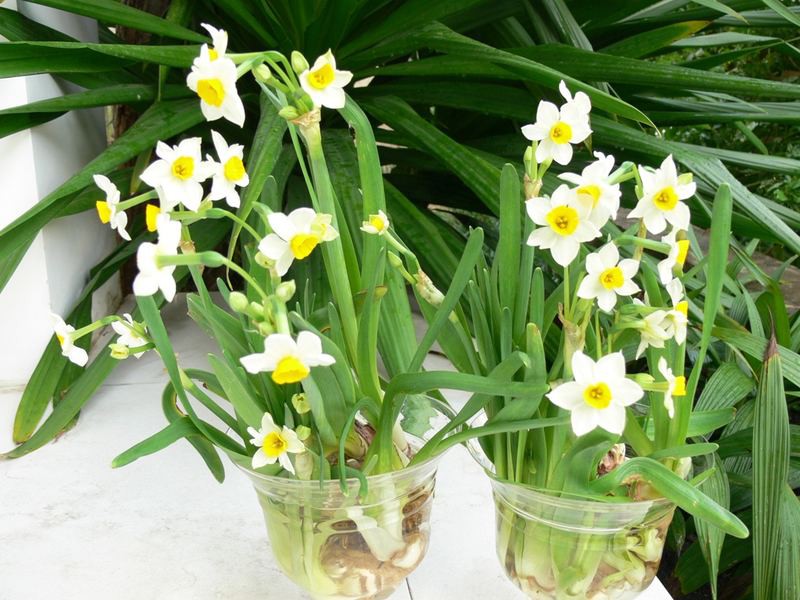 Thủy tiên mang lại nhiều may mắn