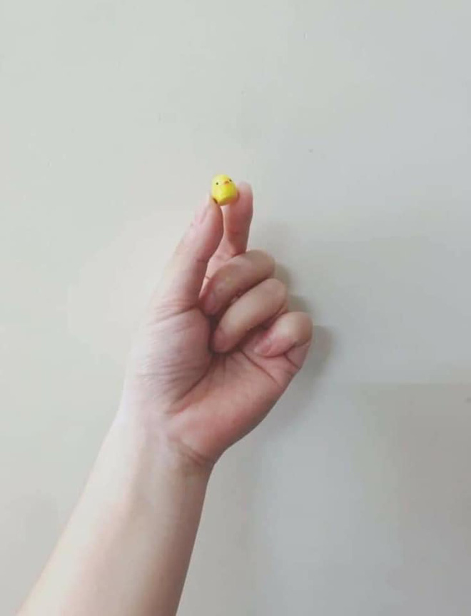 Con gà mini mà cô gái nhận được.
