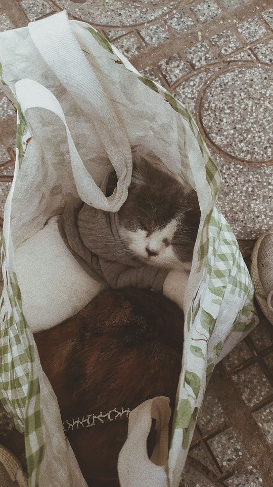 Chúng vẫn ngủ như chưa hề có chuyện gì xảy ra.