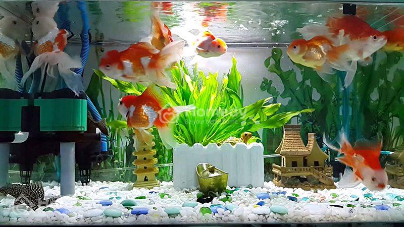 Không đặt bể cá ở cửa chính