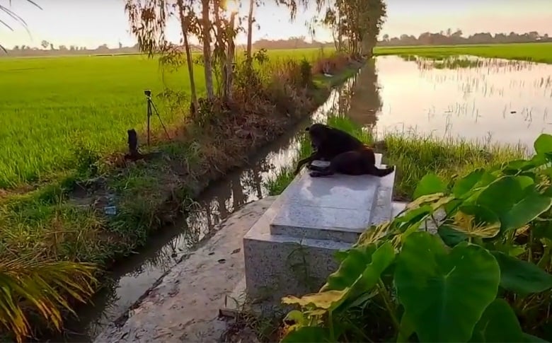 Chú chó luôn túc trực bên  ngôi mộ của cậu chủ nhỏ