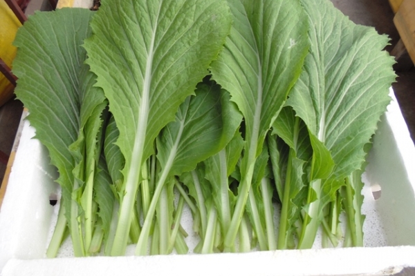 phan-biet-cac-loai-cai-03