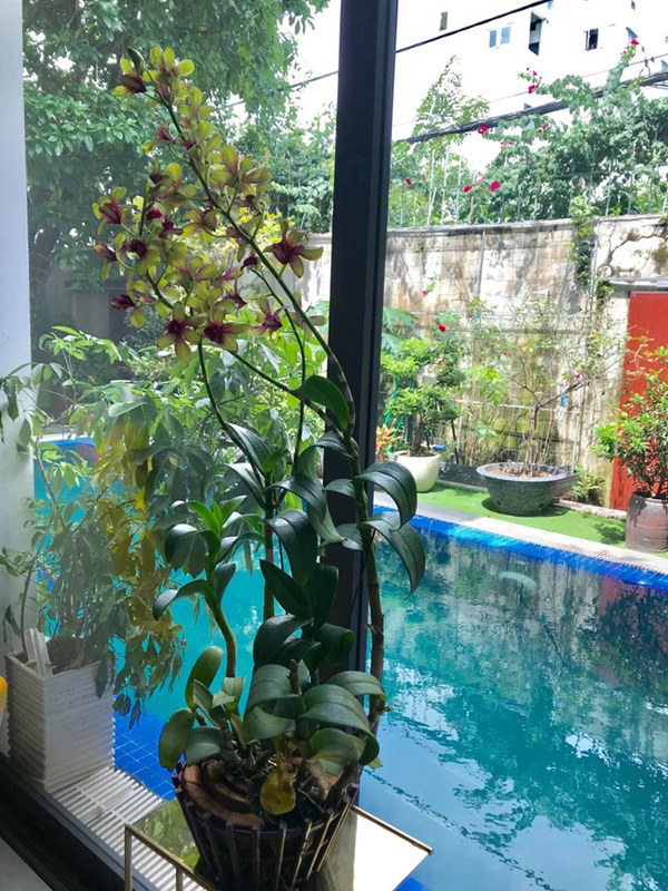 Bên trong khuôn viên nhà có một bể bơi nhỏ.
