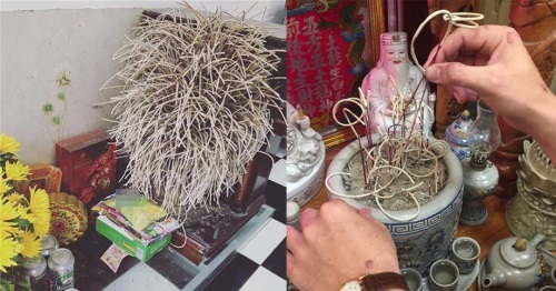 Khi tỉa bớt chân hương nên để lại số lẻ