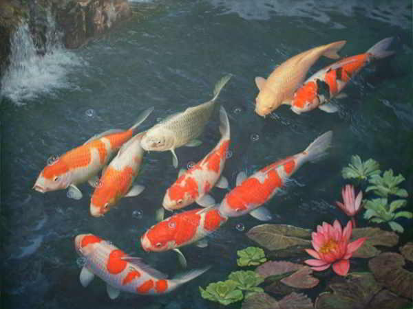 Giải mã những giấc mơ về cá