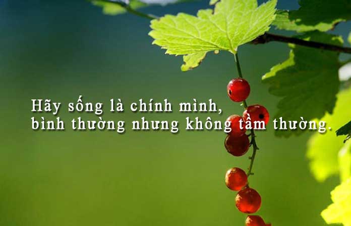 nhung-cau-danh-ngon-hay-ve-cuoc-song