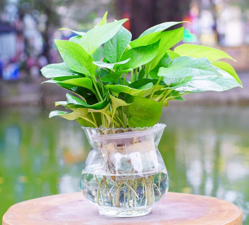 cay-phong-thuy-0